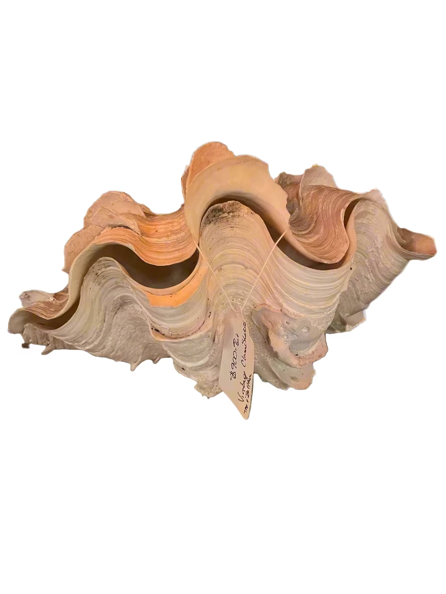 Giant Fluted Clam Shell – Coastal Décor & Display Piece