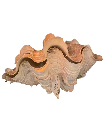 Giant Fluted Clam Shell – Coastal Décor & Display Piece