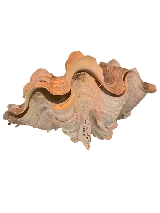 Giant Fluted Clam Shell – Coastal Décor & Display Piece