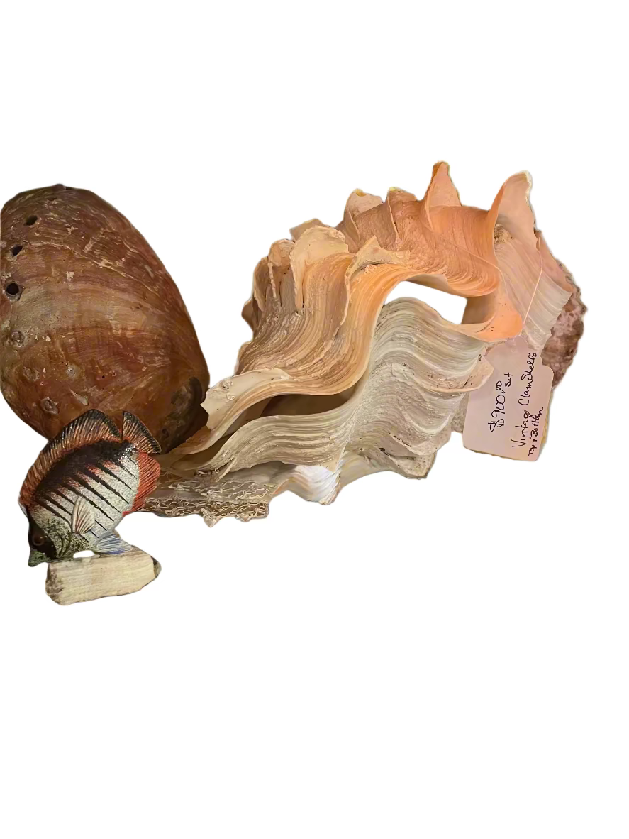 Display Clam Shell Giant Fluted Clam Shell – Coastal Décor & Display Piece – Beyond ...