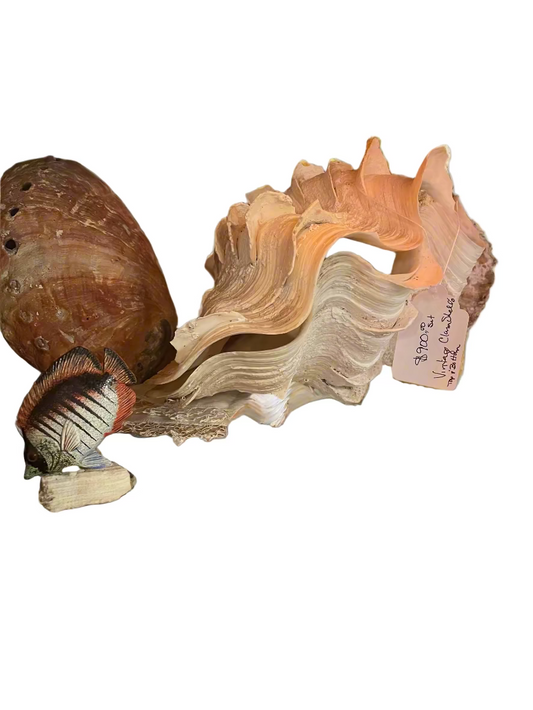Giant Fluted Clam Shell 