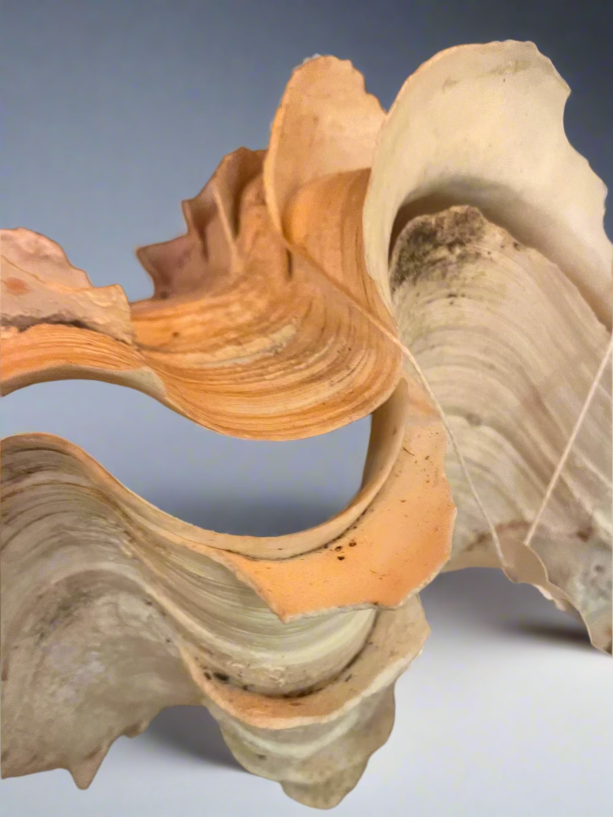 Giant Fluted Clam Shell 