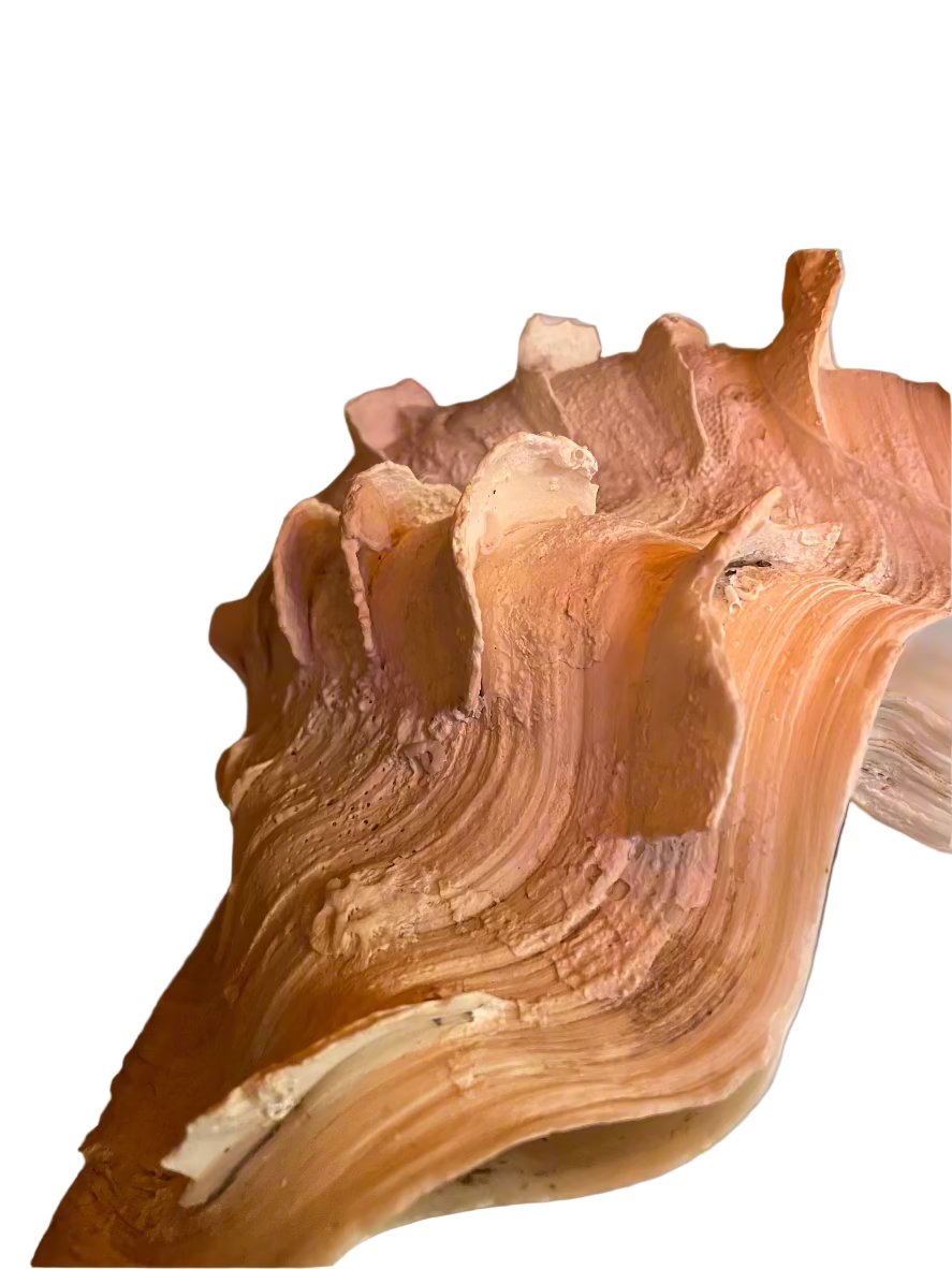 Display Clam Shell Giant Fluted Clam Shell – Coastal Décor & Display Piece – Beyond ...