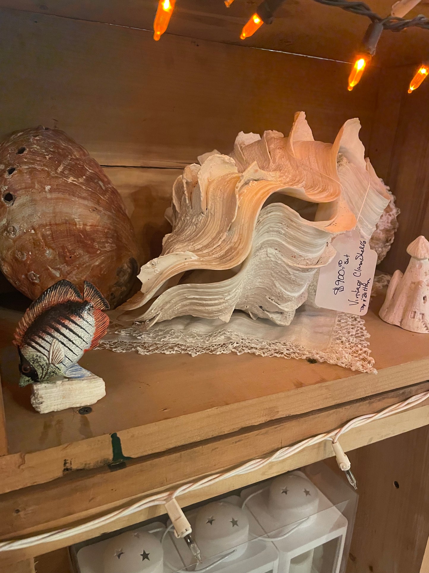 Giant Fluted Clam Shell