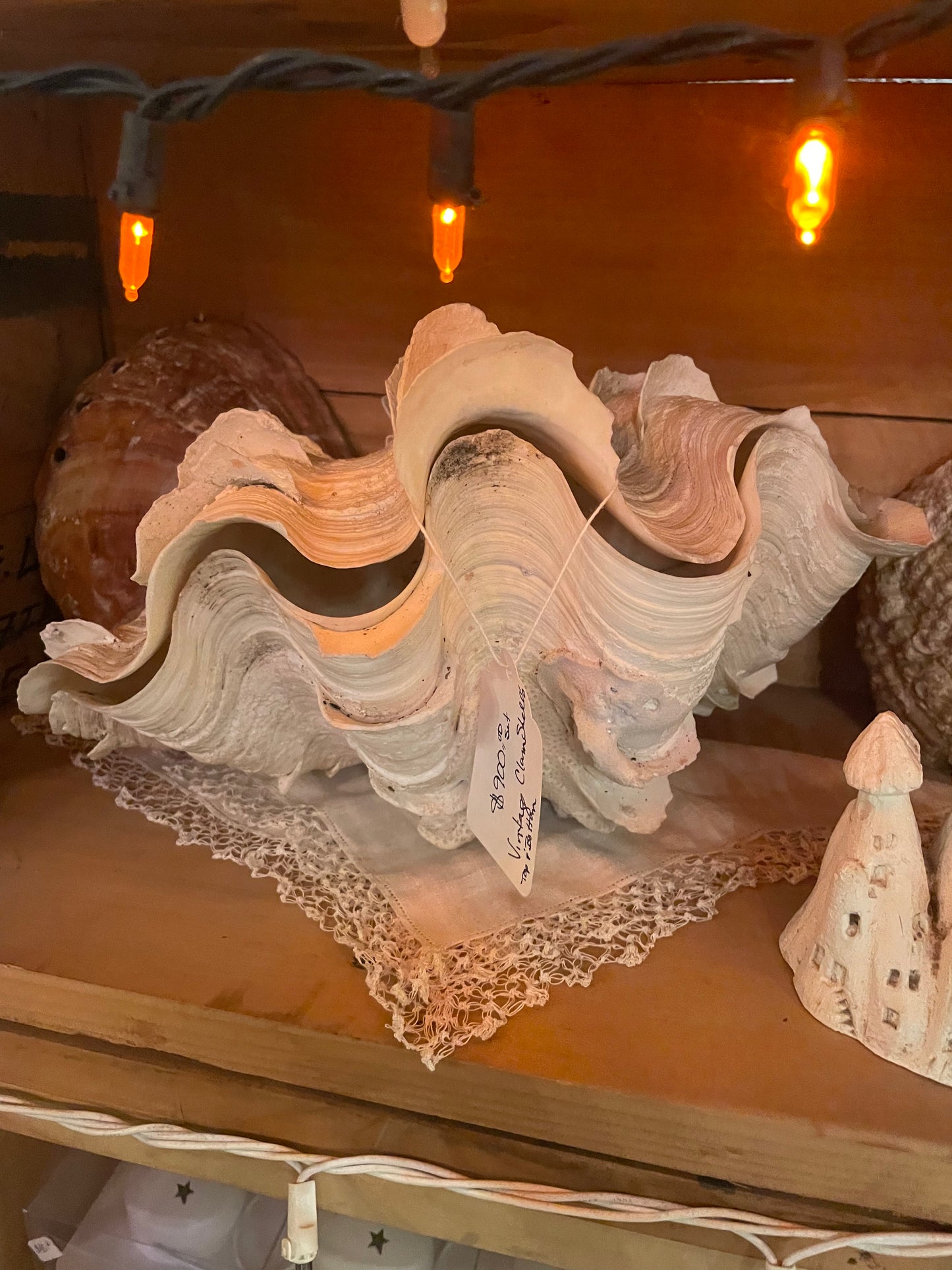 Giant Fluted Clam Shell