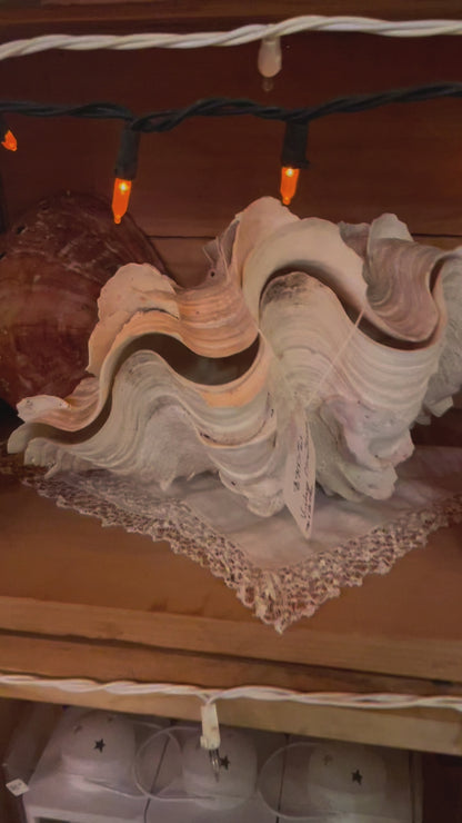 Giant Fluted Clam Shell